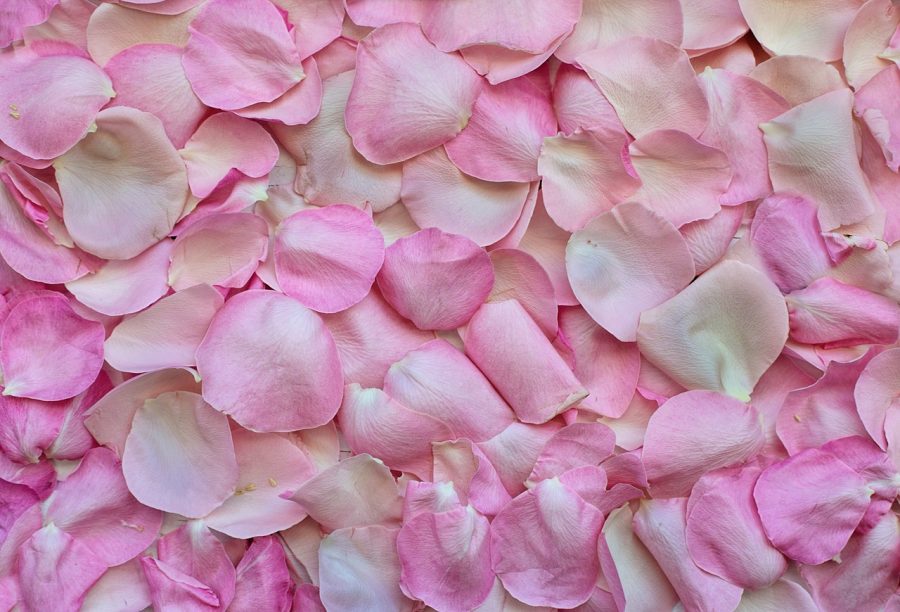 rose petals, pink, background-3194062.jpg