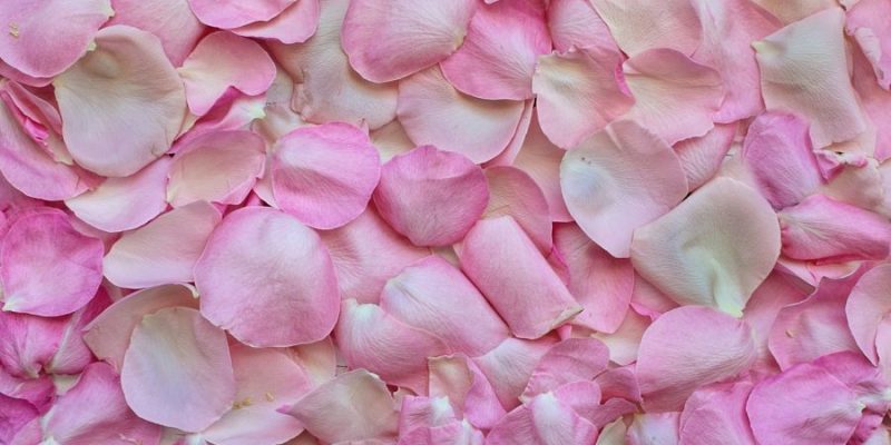 rose petals, pink, background-3194062.jpg